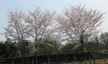 【おやつデー】花見・抹茶クラブ