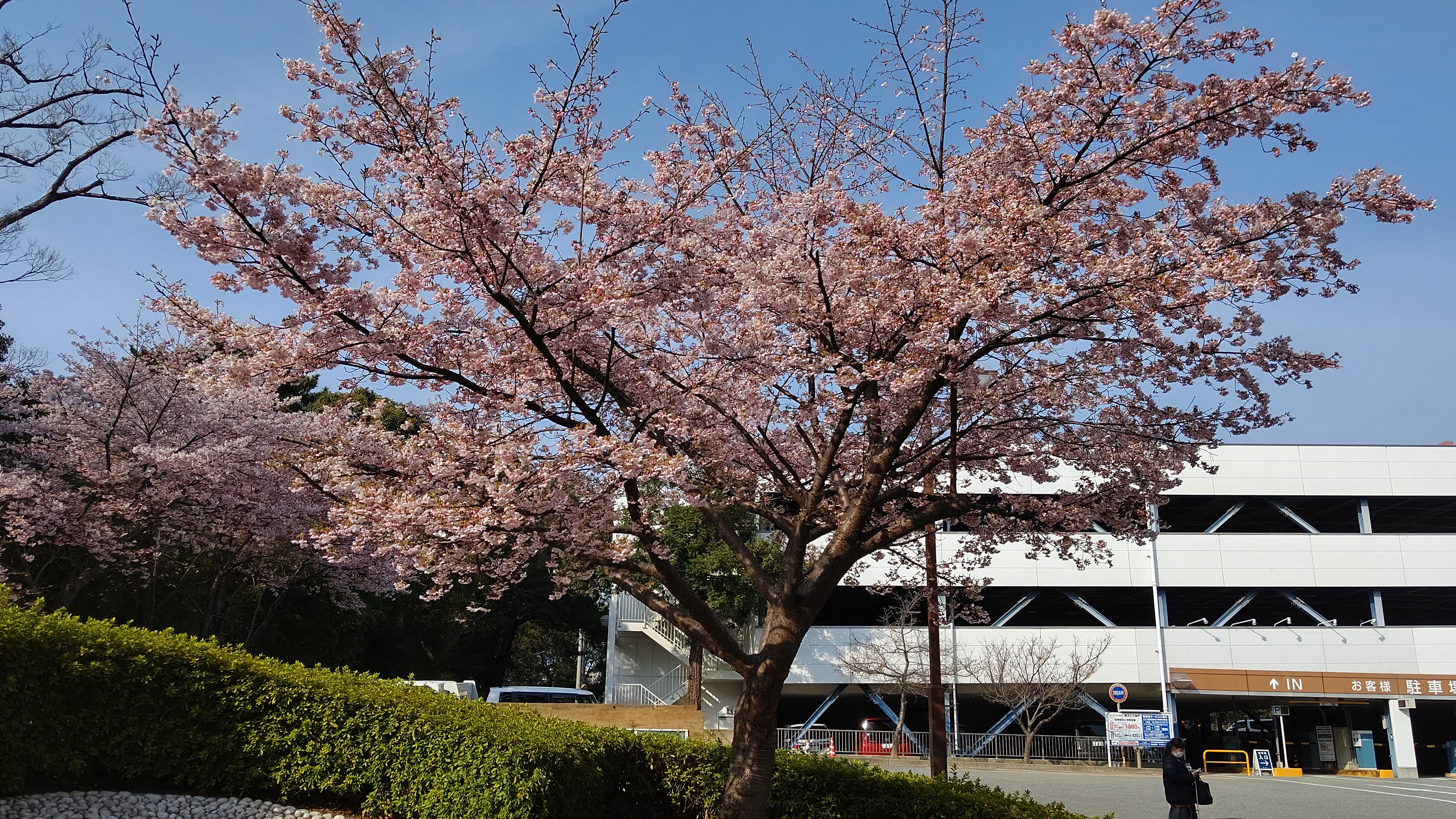 早咲き桜　満開