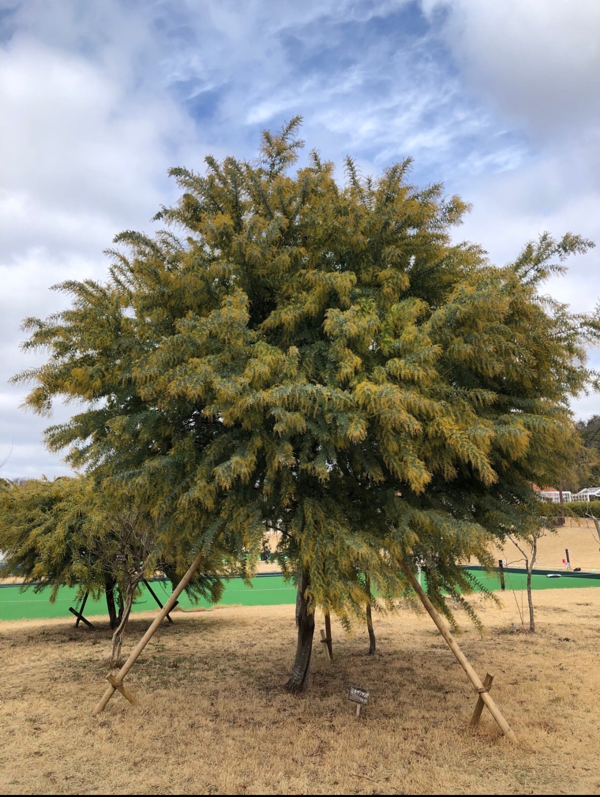 ミモザの花言葉