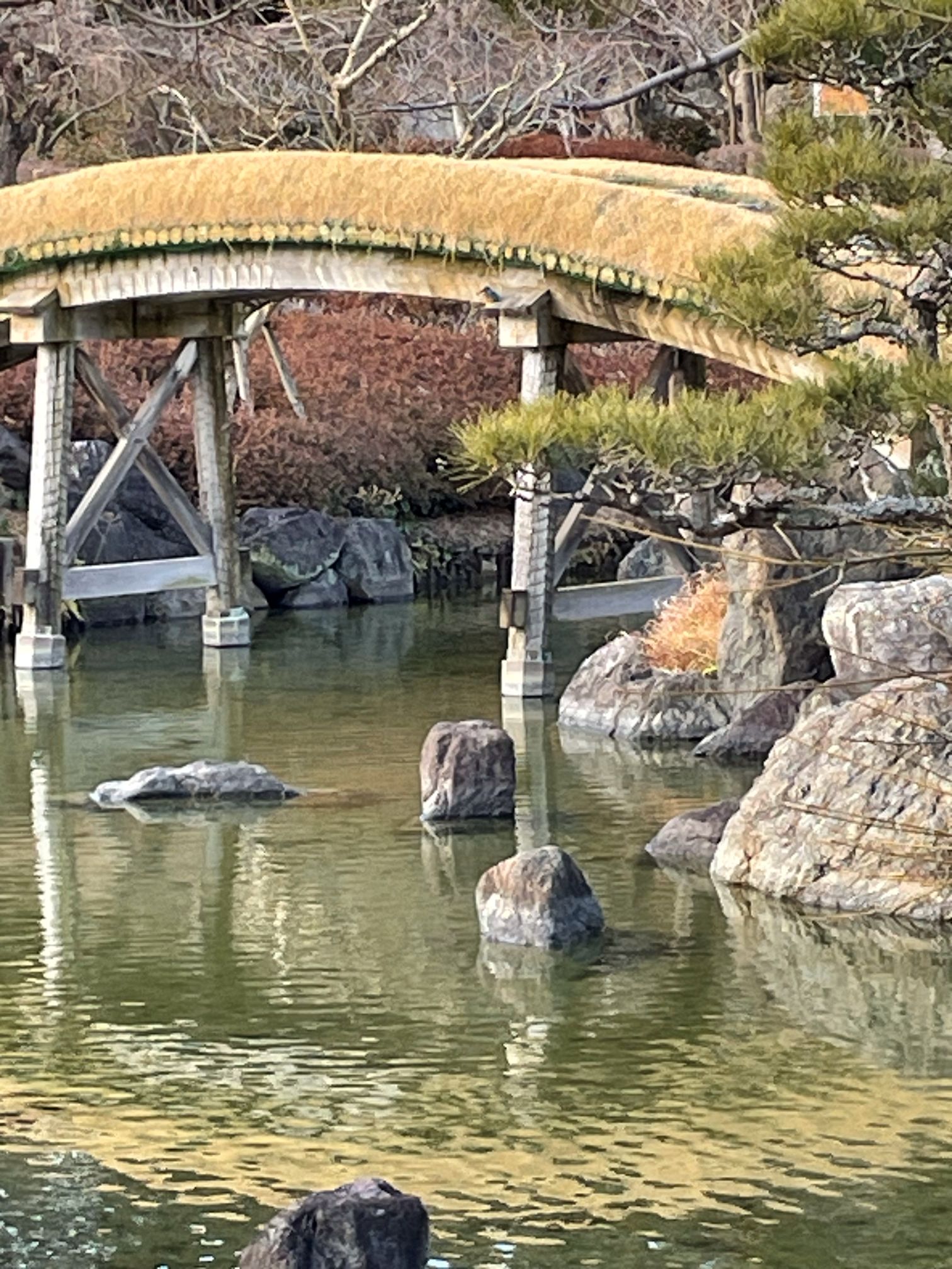どこにいるかわかるかな...！？　カワセミ発見！