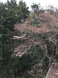 桜3.JPG