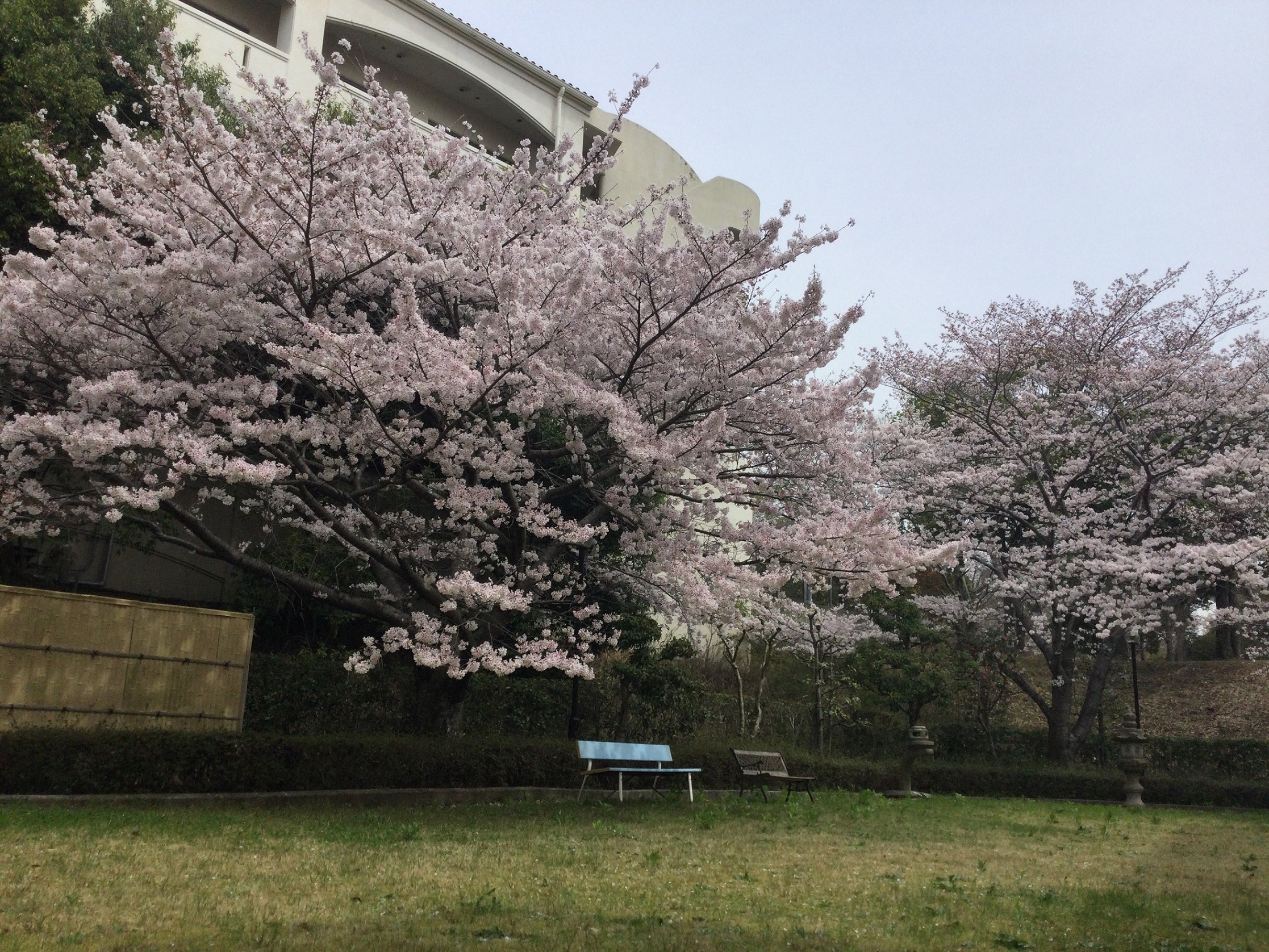 お花見弁当