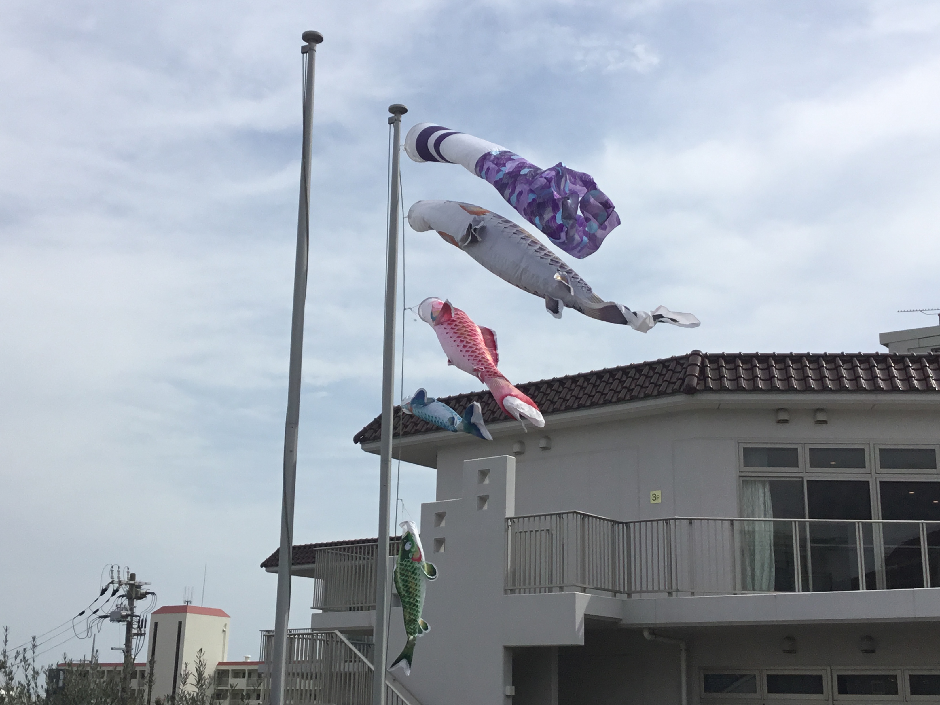 鯉が登り始めました