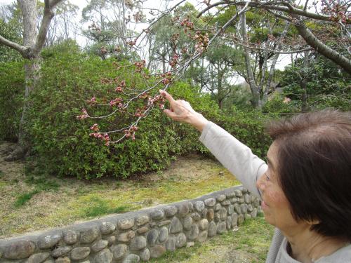 ✿中庭の桜の木　その３✿