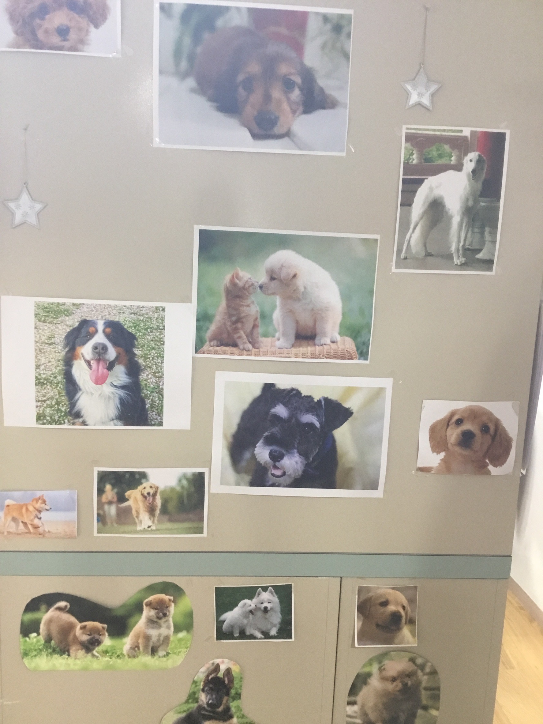大好きな犬の写真