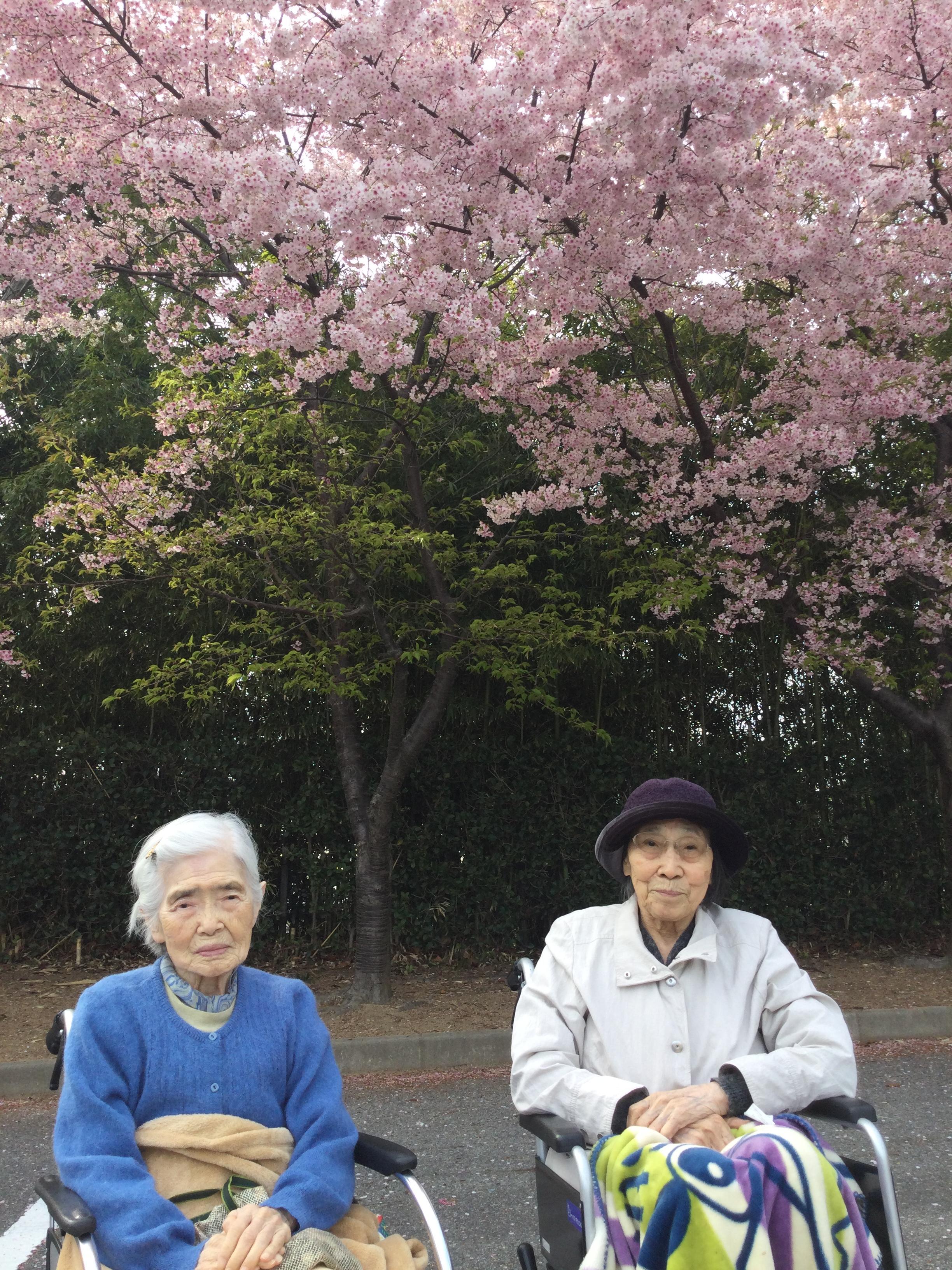 桜を見に行こう♪