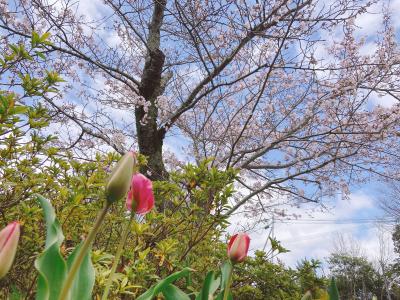 【桜咲く】花の季節がやって来た