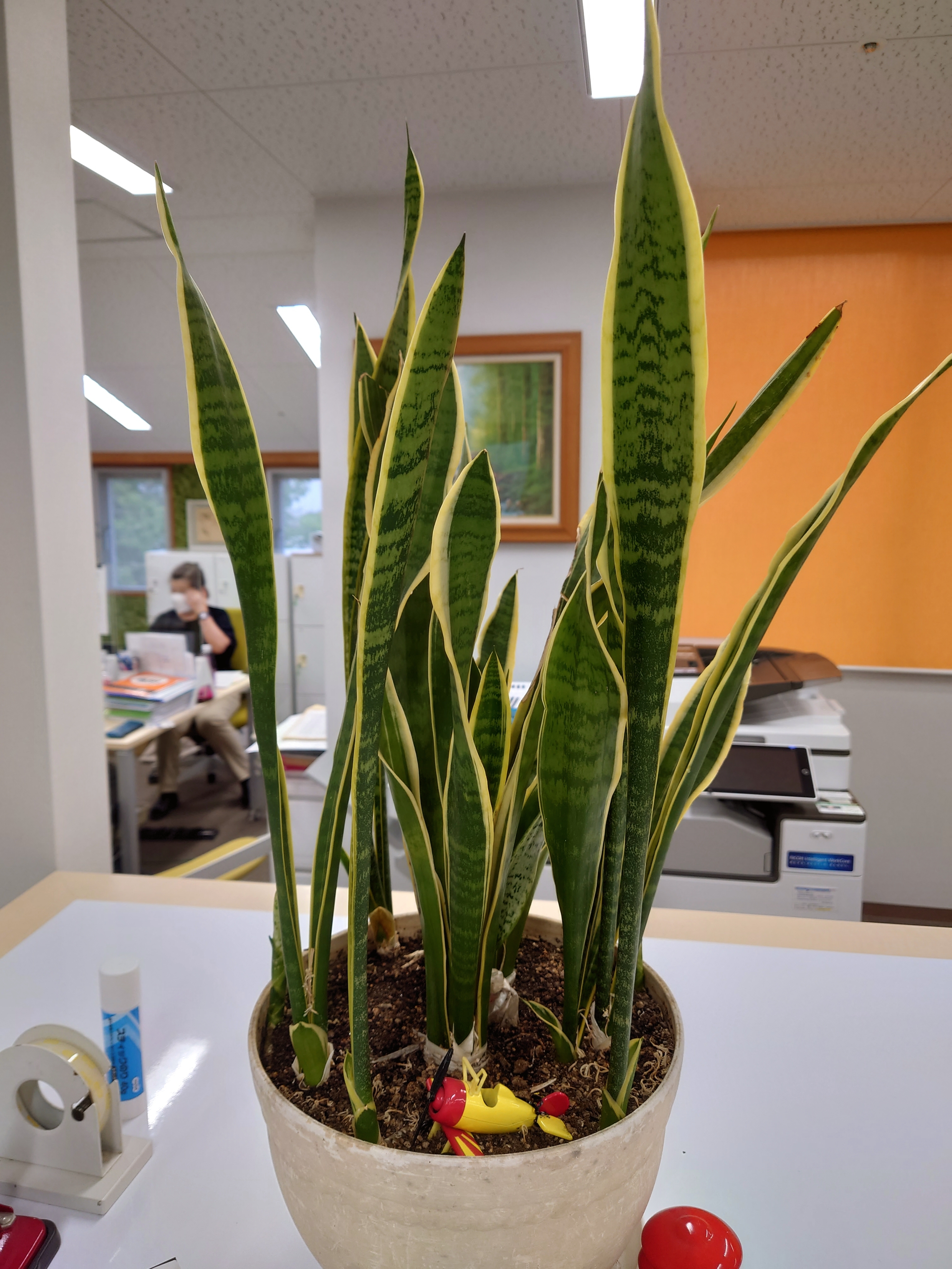 事務所には観葉植物を！
