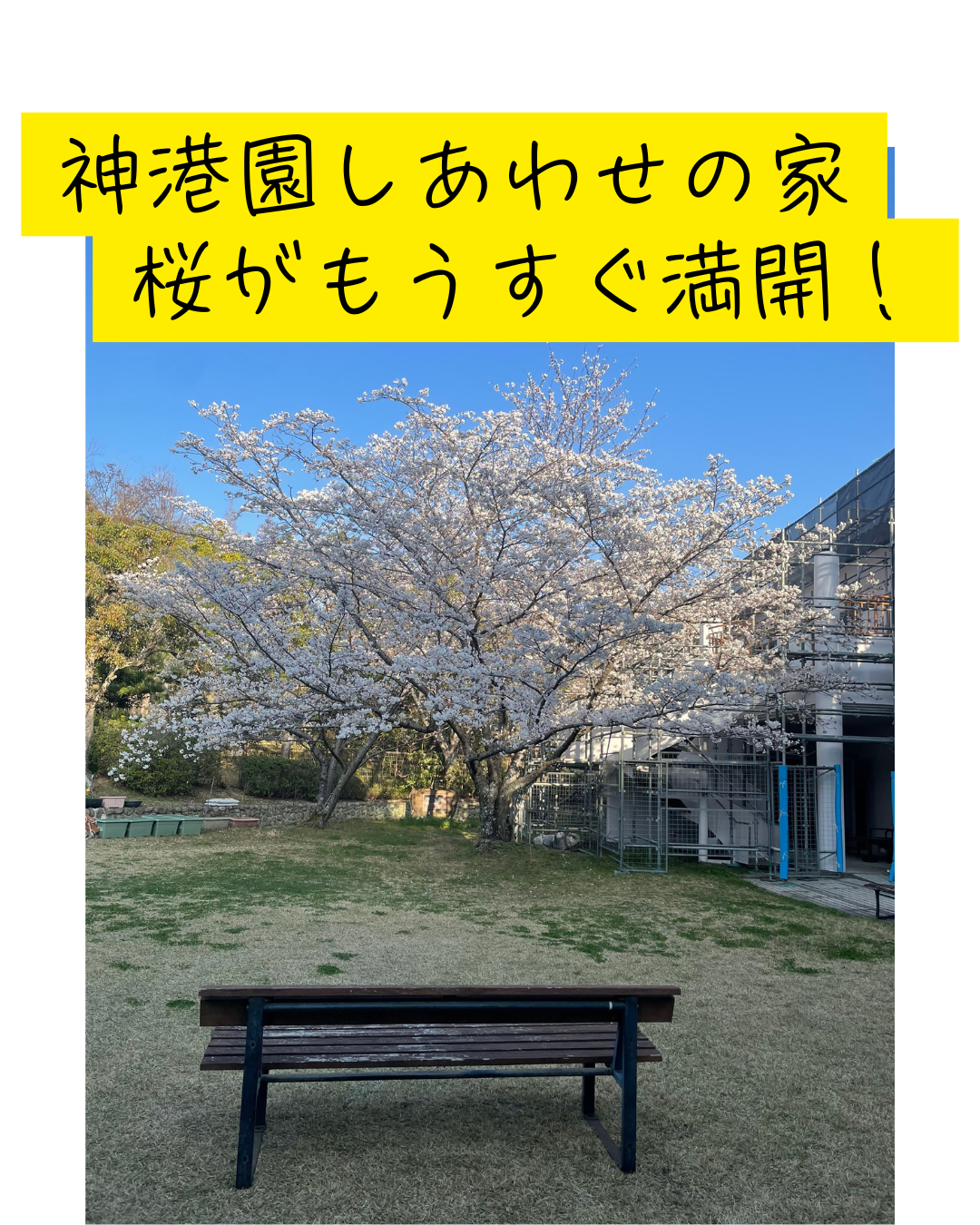 中庭の桜