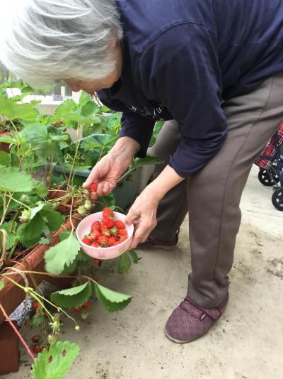 【ベランダ菜園で】いちご狩り