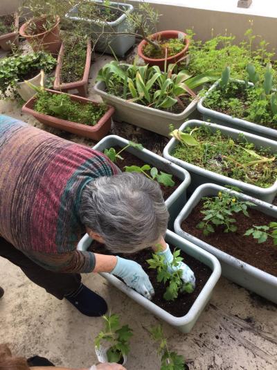 【初夏の訪れ】夏野菜作り