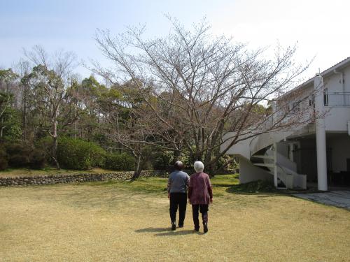 ✿中庭の桜の木　その１✿