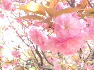 八重桜1.JPG