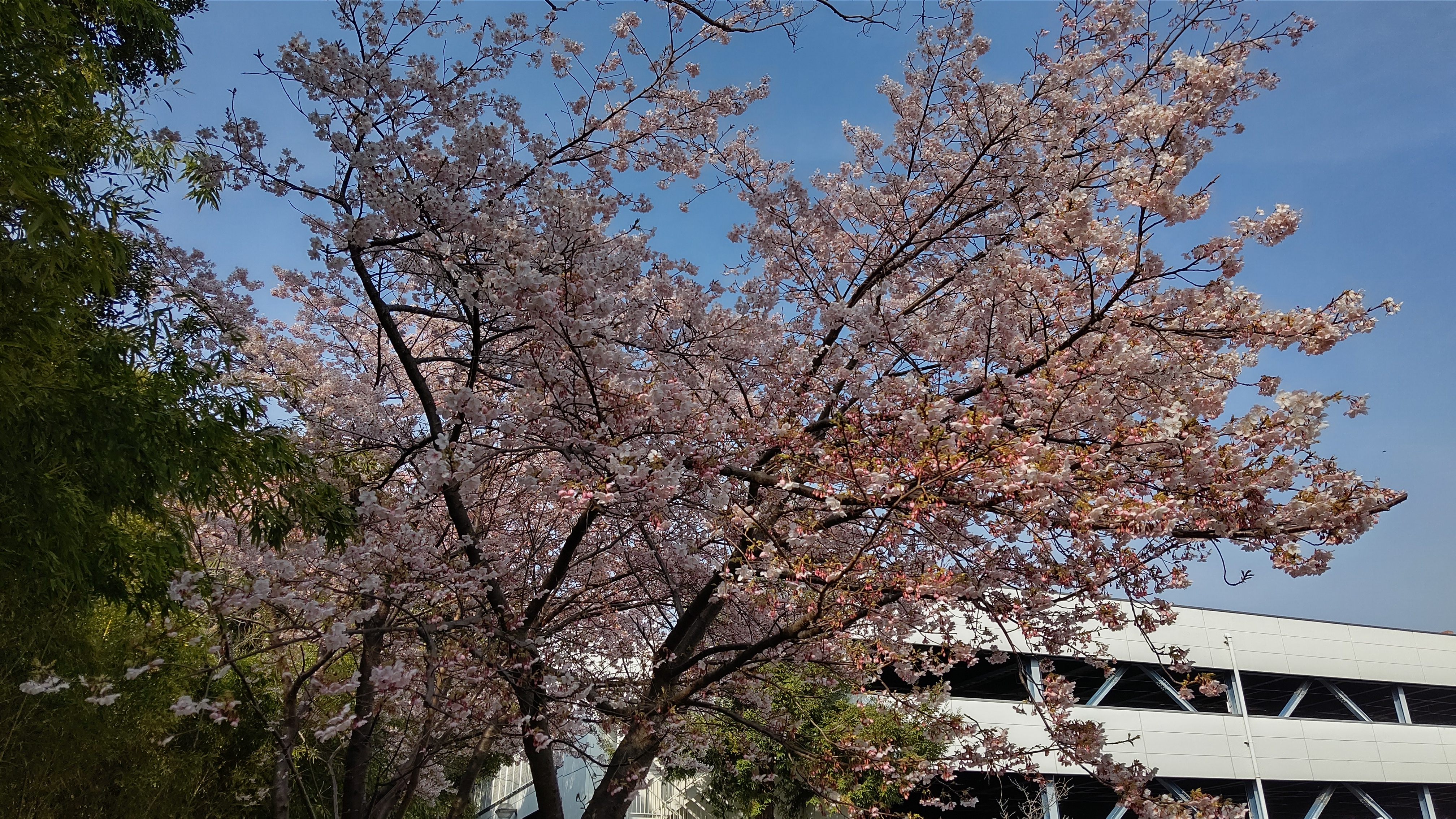 ②-2　桜_舞子ヴィラ②.jpg