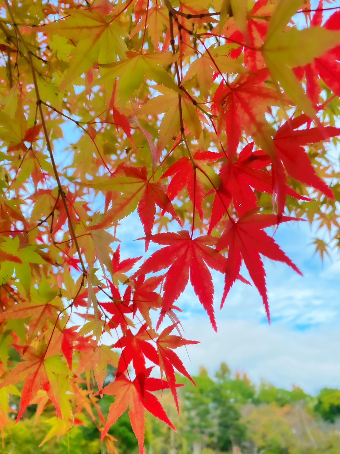 紅葉のおすそ分け