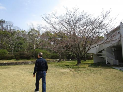 ✿中庭の桜の木　その２✿