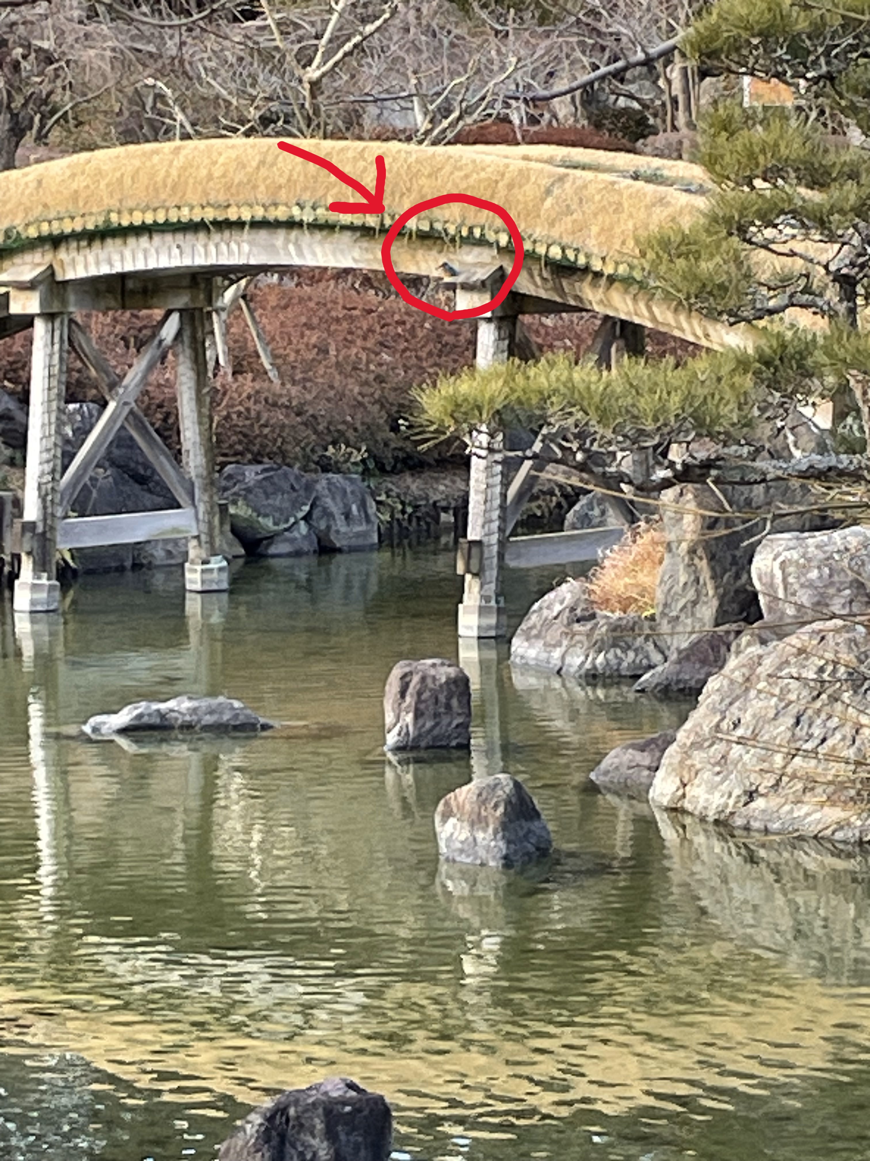 しあわせ日本庭園のカワセミ2.jpg